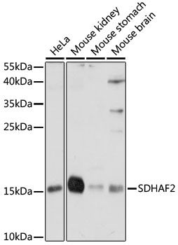 Western blot