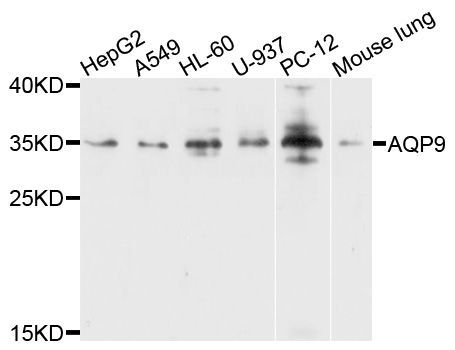 Western blot - AQP9 antibody (144-08540)