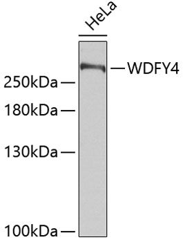 Western blot