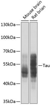 Western blot