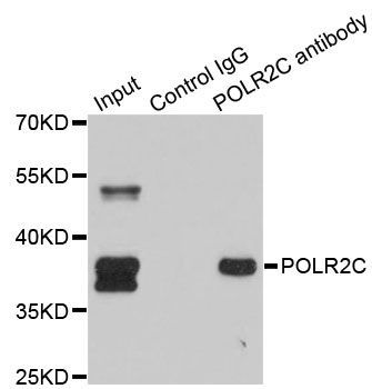 Immunoprecipitation - POLR2C Polyclonal Antibody (144-01785)