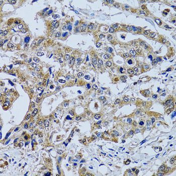 Immunohistochemistry - TPPP3 antibody (144-06775)