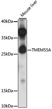 Western blot
