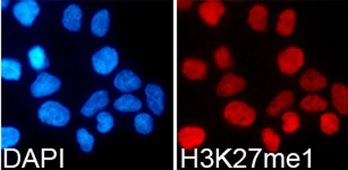 Immunofluorescence - MonoMethyl-Histone H3-K27 antibody (144-02361)