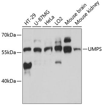 Western blot