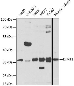 Western blot - DIMT1 Polyclonal Antibody (144-07589)