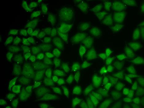 Immunofluorescence - KPNA1 antibody (144-01742)