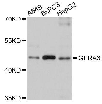Western blot - GFRA3 antibody (144-02955)