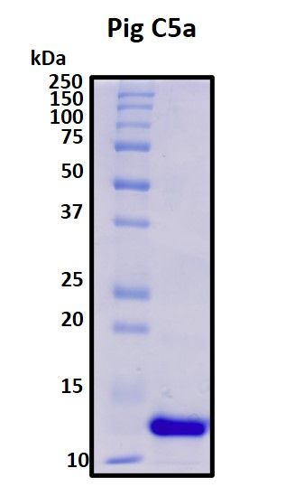 SDS-PAGE