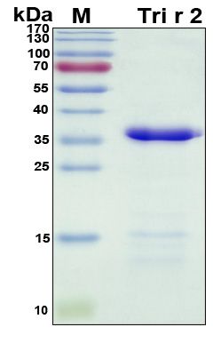 SDS-PAGE