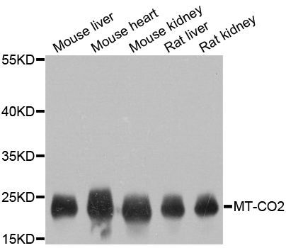 Western blot - MT-CO2 antibody (144-011522)