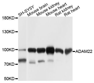 Western blot - ADAM22 Polyclonal Antibody (144-10030)