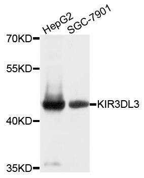 Western blot - KIR3DL3 Polyclonal Antibody (144-10064)