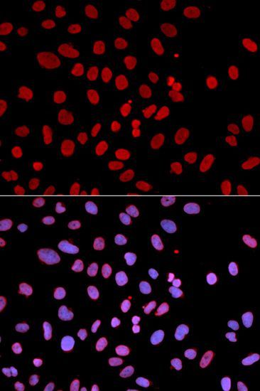 Immunofluorescence - PTPN6 antibody (144-01446)