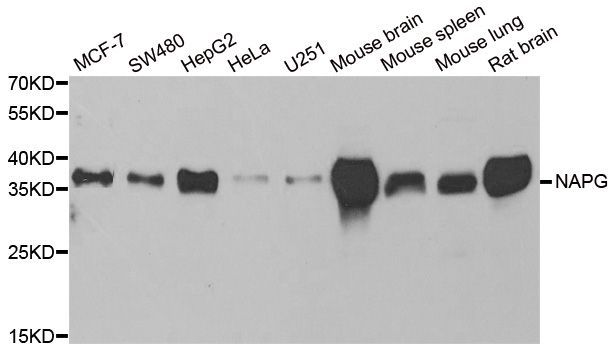 Western blot - NAPG antibody (144-06432)