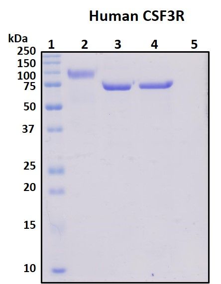 SDS-PAGE