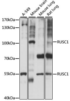 Western blot - RUSC1 antibody (144-015417)