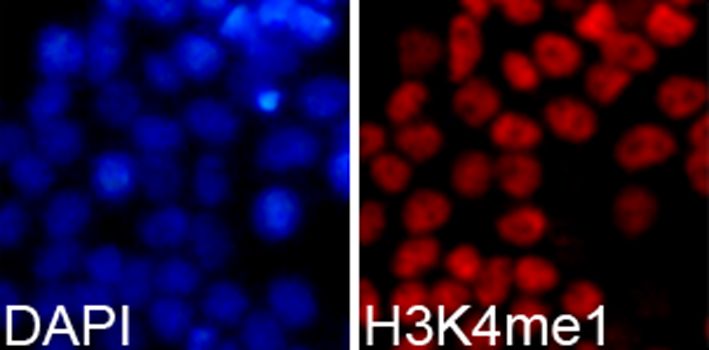 Immunofluorescence - MonoMethyl-Histone H3-K4 antibody (144-61339)