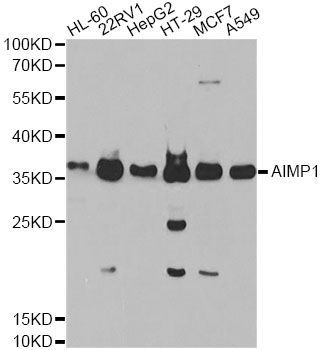 Western blot - AIMP1 Antibody (144-05301)