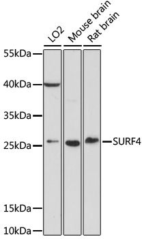 Western blot