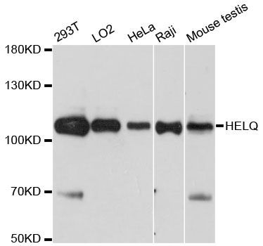 Western blot - HELQ antibody (144-012661)