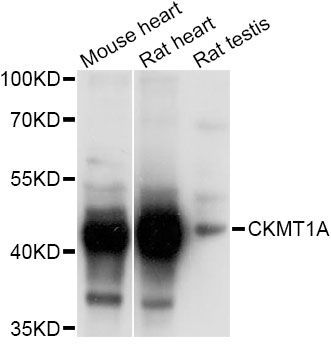 Western blot - CKMT1A Antibody (144-05233)