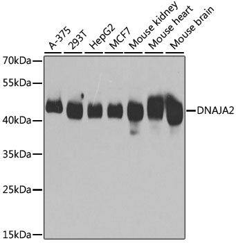 Western blot - DNAJA2 Polyclonal Antibody (144-07059)