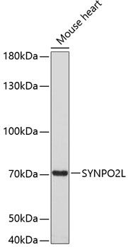 Western blot