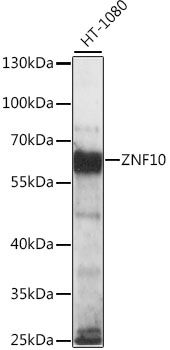 Western blot