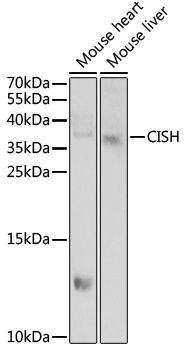 Western blot