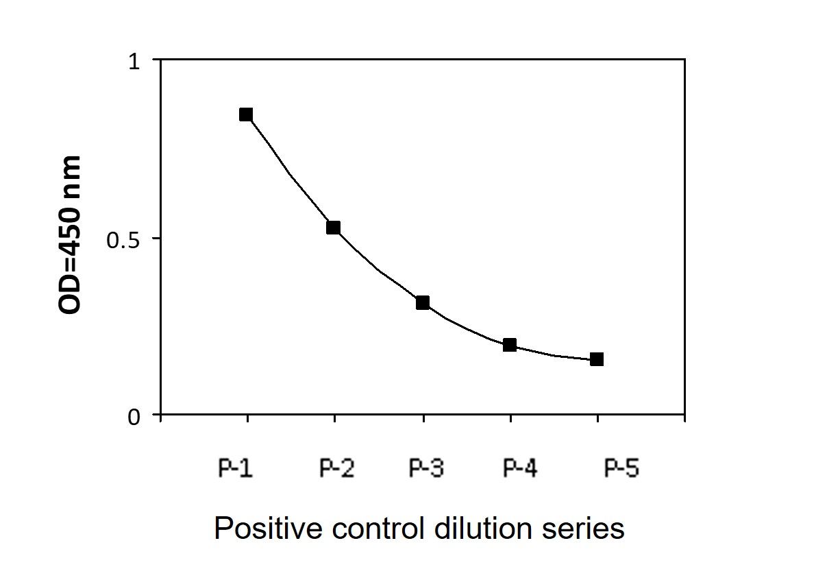 SMAD3 (Ser423/425) - Positive Control