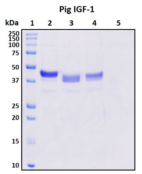 SDS-PAGE
