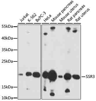 Western blot
