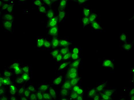 Immunofluorescence - HDGFRP2 antibody (144-07484)
