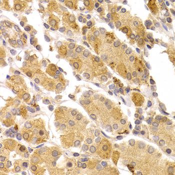Immunohistochemistry - ART5 antibody (144-07146)