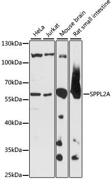 Western blot - SPPL2A antibody (144-61102)