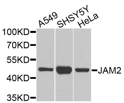 Western blot - JAM2 antibody (144-09978)