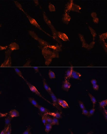 Immunofluorescence - FKBP5 antibody (144-61373)