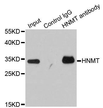 Immunoprecipitation - 1ug HNMT antibody (144-60362)