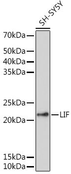 Western blot