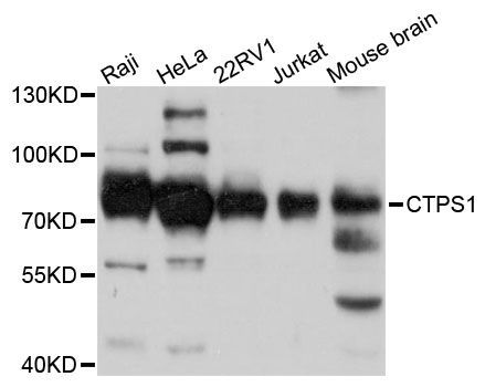 Western blot - CTPS1 antibody (144-61370)