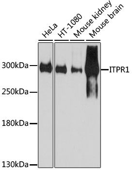 Western blot - ITPR1 Polyclonal Antibody (144-07905)