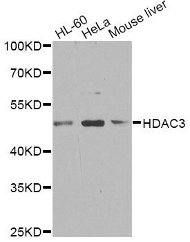 Western blot - HDAC3 antibody (144-012542)