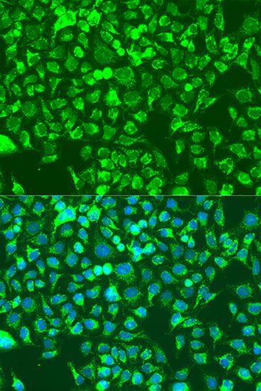 Immunofluorescence - SHC1 antibody (144-07725)