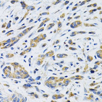 Immunohistochemistry - SLC16A4 Polyclonal Antibody (144-60809)