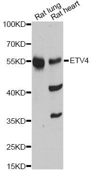 Western blot - ETV4 antibody (144-60501)