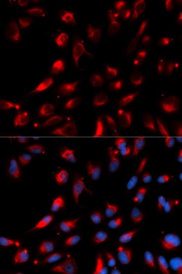 Immunofluorescence - CPE antibody (144-05458)