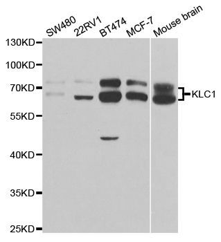 Western blot - KLC1 antibody (144-05552)