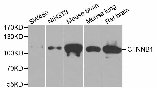 Western blot - CTNNB1 Polyclonal Antibody (144-011512)