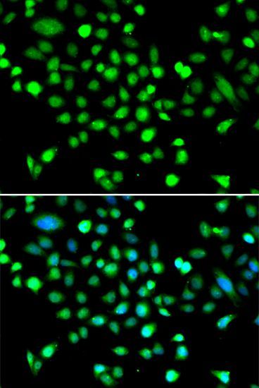 Immunofluorescence - PRKAG1 antibody (144-07300)